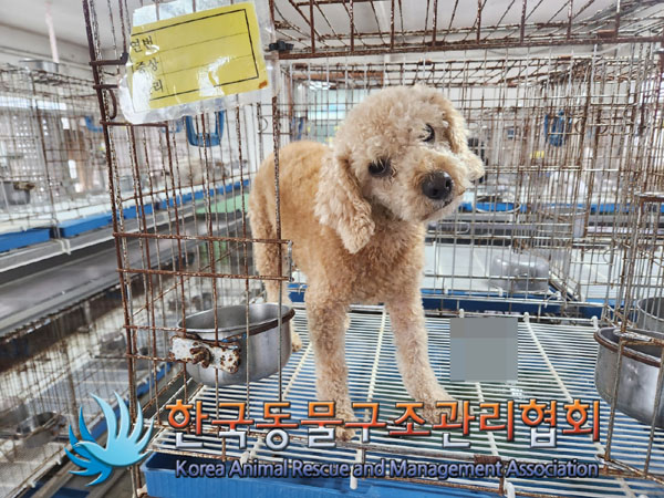 보호중 푸들의 가족…